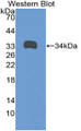 Western Blot; Sample: Recombinant protein.