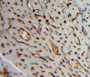 Used in DAB staining on fromalin fixed paraffin-embedded heart tissue