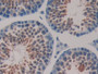 DAB staining on IHC-P; Samples: Mouse Testis Tissue;  Primary Ab: 10µg/ml Rabbit Anti-Mouse HSP40 An