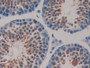 DAB staining on IHC-P; Samples: Mouse Testis Tissue