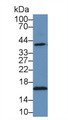 Western Blot; Sample: Human Lung lysate; &lt;br/&gt;Primary Ab: 3µg/ml Rabbit Anti-Human HSP40 Antibody&lt;br/&gt;Second Ab: 0.2µg/mL HRP-Linked Caprine Anti-Rabbit IgG Polyclonal Antibody&lt;br/&gt;