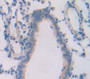 Endothelial Nos (Enos) Polyclonal Antibody, Cat#CAU26909