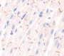 Endothelial Nos (Enos) Polyclonal Antibody, Cat#CAU26912