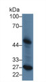 Western Blot; Sample: Canine Liver lysate; Primary Ab: 2µg/ml Rabbit Anti-Canine LpPLA2 Antibody Second Ab: 0.2µg/mL HRP-Linked Caprine Anti-Rabbit IgG Polyclonal Antibody