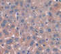 Parathyroid Hormone (Pth) Polyclonal Antibody, Cat#CAU26921