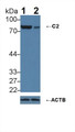 Knockout Varification: ; Lane 1: Wild-type A431 cell lysate; ; Lane 2: C2 knockout A431 cell lysate; ; Predicted MW: 60,69,83kDa ; Observed MW: 83kDa; Primary Ab: 1µg/ml Rabbit Anti-Human C2 Antibody; Second Ab: 0.2µg/mL HRP-Linked Caprine Anti-Rabbit IgG Polyclonal Antibody;