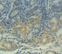 DAB staining on IHC-P; Samples: Human Stomach Tissue.