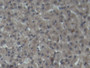 DAB staining on IHC-P; Samples: Porcine Liver Tissue;  Primary Ab: 20µg/ml Rabbit Anti-Porcine C3 An