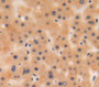 Used in DAB staining on fromalin fixed paraffin-embedded liver tissue