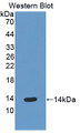 Western Blot; Sample: Recombinant protein.