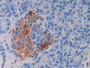 DAB staining on IHC-P; Samples: Human Pancreas Tissue.