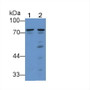 Western Blot; Sample: Lane1: Human Liver lysate; Lane2: Human HepG2 cell lysate; Primary Ab: 2µg/mL Rabbit Anti-Human MASP2-1 Antibody; Second Ab: 0.2µg/mL HRP-Linked Caprine Anti-Rabbit IgG Polyclonal Antibody;