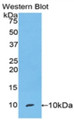 Western Blot; Sample: Recombinant protein.