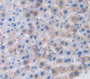 Clara Cell Protein 16 (Cc16) Polyclonal Antibody, Cat#CAU26941