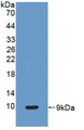 Western Blot; Sample: Recombinant CC16, Human.