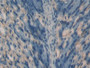 DAB staining on IHC-P; Samples: Mouse Stomach Tissue; Primary Ab: 20µg/ml Rabbit Anti-Mouse RANkL Antibody Second Ab: 2µg/mL HRP-Linked Caprine Anti-Rabbit IgG Polyclonal Antibody