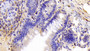 DAB staining on IHC-P; Samples: Rat Colon Tissue; Primary Ab: 10μg/ml Rabbit Anti-Rat CASP8 Antibody Second Ab: 2µg/mL HRP-Linked Caprine Anti-Rabbit IgG Polyclonal Antibody