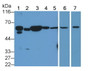 Caspase 8 (CASP8) Polyclonal Antibody, CAU26952