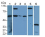 Western Blot; Sample: Lane1: Human Liver lysate; Lane2: HepG2 cell lysate; Lane3: Hela cell lysate; Lane4: Jurkat cell lysate; Lane5: Raji cell lysate; Lane6: Porcine Liver lysate; Primary Ab: 0.2μg/ml Rabbit Anti-Human CASP8 Antibody; Second Ab: 0.2µg/mL HRP-Linked Caprine Anti-Rabbit IgG Polyclonal Antibody;