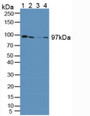 Western Blot; Sample: Lane1: Human Liver Tissue; Lane2: Human HepG2 Cells; Lane3: Human Hela Cells; Lane4: Human 293T Cells.