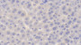 DAB staining on IHC-P. Samples: Mouse Tissue)