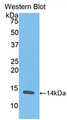 Western Blot; Sample: Recombinant protein.