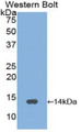 Western Blot; Sample: Recombinant protein.