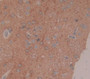 Coagulation Factor Ix (F9) Polyclonal Antibody, Cat#CAU26981