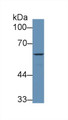 Western Blot; Sample: Human HepG2 cell lysate; Primary Ab: 1µg/ml Rabbit Anti-Human F9 Antibody Second Ab: 0.2µg/mL HRP-Linked Caprine Anti-Rabbit IgG Polyclonal Antibody