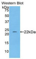 Western Blot; Sample: Recombinant protein.