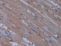 DAB staining on IHC-P; Samples: Rat Heart Tissue)