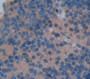 Nitric Oxide Synthase 2, Inducible (Nos2) Polyclonal Antibody, Cat#CAU26994
