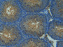 DAB staining on IHC-P; Samples: Mouse Testis Tissue; Primary Ab: 20µg/ml Rabbit Anti-Mouse NOS2 Antibody Second Ab: 2µg/mL HRP-Linked Caprine Anti-Rabbit IgG Polyclonal Antibody