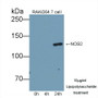 Western Blot; Sample: Recombinant protein.