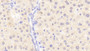 DAB staining on IHC-P; Samples: Mouse Liver Tissue;  Primary Ab: 20μg/ml Rabbit Anti-Mouse F10 Antibody Second Ab: 2µg/mL HRP-Linked Caprine Anti-Rabbit IgG Polyclonal Antibody 