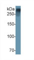 Western Blot; Sample: Recombinant vWF, Rat.