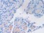 DAB staining on IHC-P; Samples: Rat Pancreas Tissue; Primary Ab: 10µg/ml Rabbit Anti-Rat vWF Antibody Second Ab: 2µg/mL HRP-Linked Caprine Anti-Rabbit IgG Polyclonal Antibody