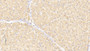 DAB staining on IHC-P. Samples: Rat Tissue)