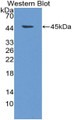 Western Blot; Sample: Recombinant protein.