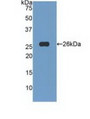 Western Blot; Sample: Recombinant TNFSF14, Human.