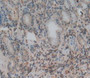 DAB staining on IHC-P; Samples:Human Stomach Tissue