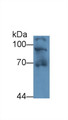 Western Blot; Sample: Human 293T cell lysate; Primary Ab: 2µg/mL Rabbit Anti-Human HSP90B1 Antibody; Second Ab: 0.2µg/mL HRP-Linked Caprine Anti-Rabbit IgG Polyclonal Antibody;