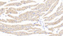 DAB staining on IHC-P; Samples: Mouse Cardiac Muscle Tissue; Primary Ab: 20μg/ml Rabbit Anti-Mouse HSPD1 Antibody Second Ab: 2µg/mL HRP-Linked Caprine Anti-Rabbit IgG Polyclonal Antibody