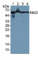 Western Blot; Sample: Lane1: Rat Liver Tissue; Lane2: Rat Pancreas Tissue; Lane3: Human A549 Cells; Lane4: Human MCF Cells.