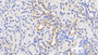 DAB staining on IHC-P; Samples: Human Kidney Tissue; Primary Ab: 20μg/ml Rabbit Anti-Human HSPD1 Antibody Second Ab: 2µg/mL HRP-Linked Caprine Anti-Rabbit IgG Polyclonal Antibody