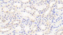 DAB staining on IHC-P. Samples: Rat Tissue)