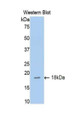 Western Blot; Sample: Recombinant protein.