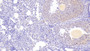 DAB staining on IHC-P; Samples: Mouse Ovary Tissue;  Primary Ab: 20μg/ml Rabbit Anti-Mouse TNFRSF10B Antibody Second Ab: 2µg/mL HRP-Linked Caprine Anti-Rabbit IgG Polyclonal Antibody 