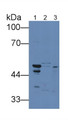 Western Blot; Sample: Lane1: Mouse Lung lysate; Lane2: Mouse Kidney lysate; Lane3: Fetal mouse lysate; Primary Ab: 2µg/mL Rabbit Anti-Mouse TNFRSF10B-2 Antibody; Second Ab: 0.2µg/mL HRP-Linked Caprine Anti-Rabbit IgG Polyclonal Antibody;