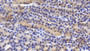 DAB staining on IHC-P; Samples: Mouse Kidney Tissue; Primary Ab: 20µg/ml Rabbit Anti-Mouse TNFRSF10B Antibody Second Ab: 2µg/mL HRP-Linked Caprine Anti-Rabbit IgG Polyclonal Antibody